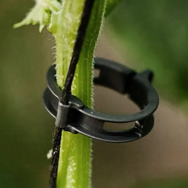 Economical Tomato Clip Application