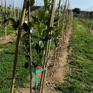 PVC Tie Tape Application