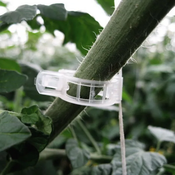 Standard Tomato Clip Application